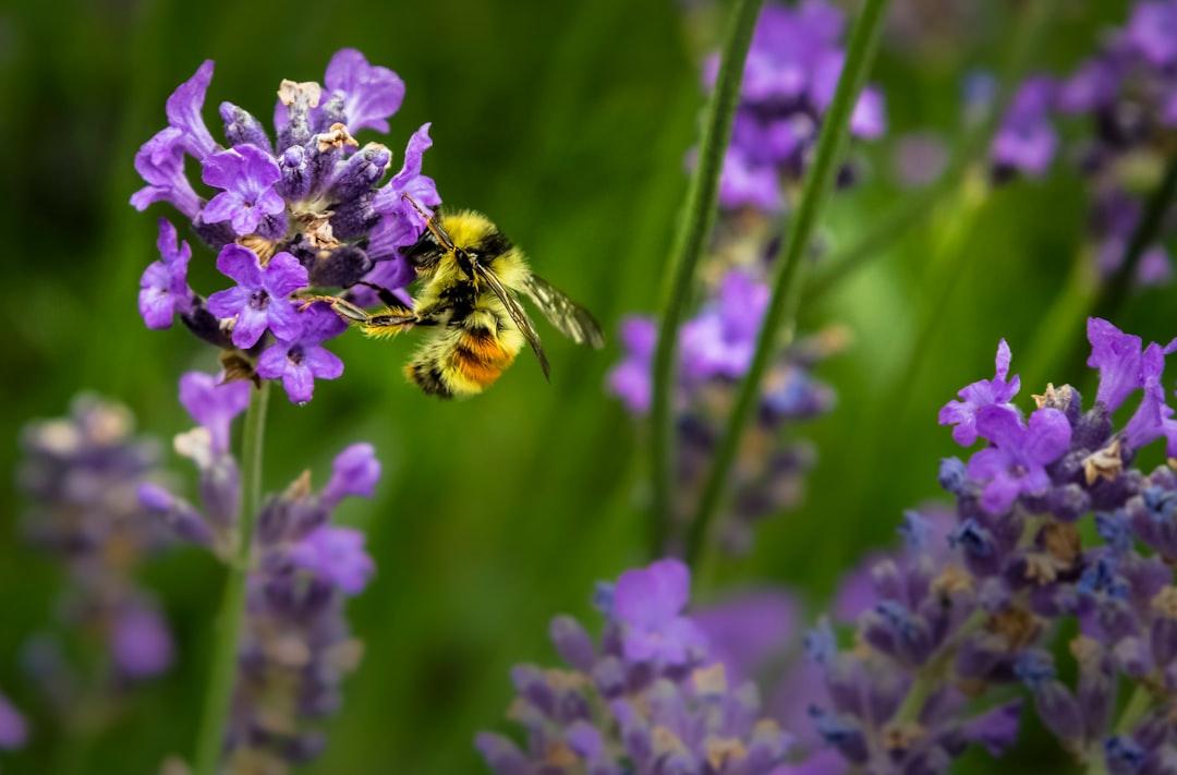Macro shot photography of bee from Jenna Lee on Unsplash
