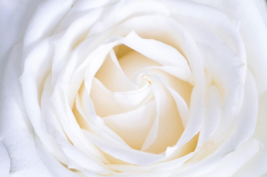 White rose close up photography from Galina N on Unsplash