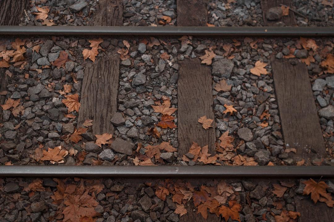 Dried leaves and stones on train tracks from @felipepelaquim on Unsplash Lá chua me có thể gây suy thận