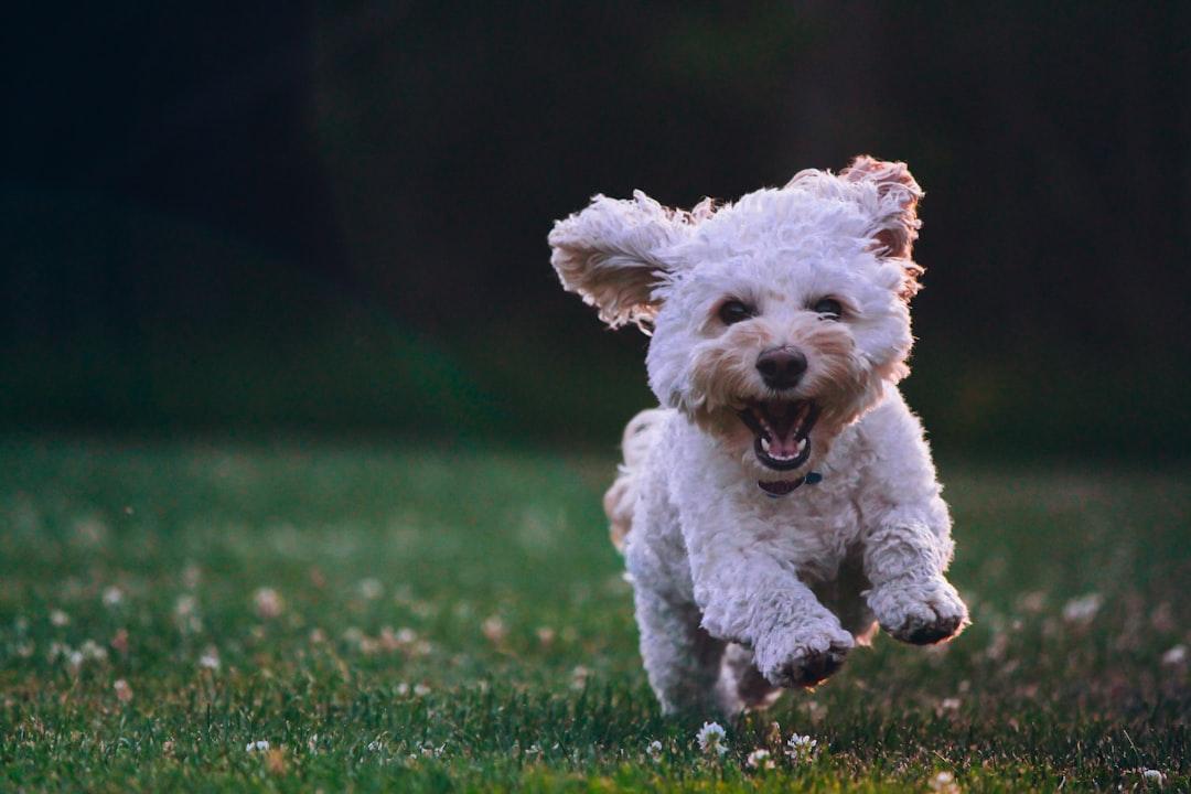 Shallow focus photography of white shih tzu puppy running on the grass from Joe Caione on Unsplash TP HCM tổng kiểm tra các quán thịt chó