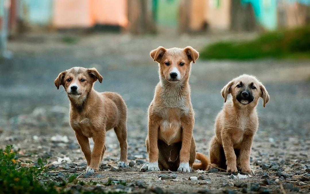 Selective focus photography of three brown puppies from Anoir Chafik on Unsplash Phát hiện khuẩn tả trong 2 mẫu thịt chó Hà Nội
