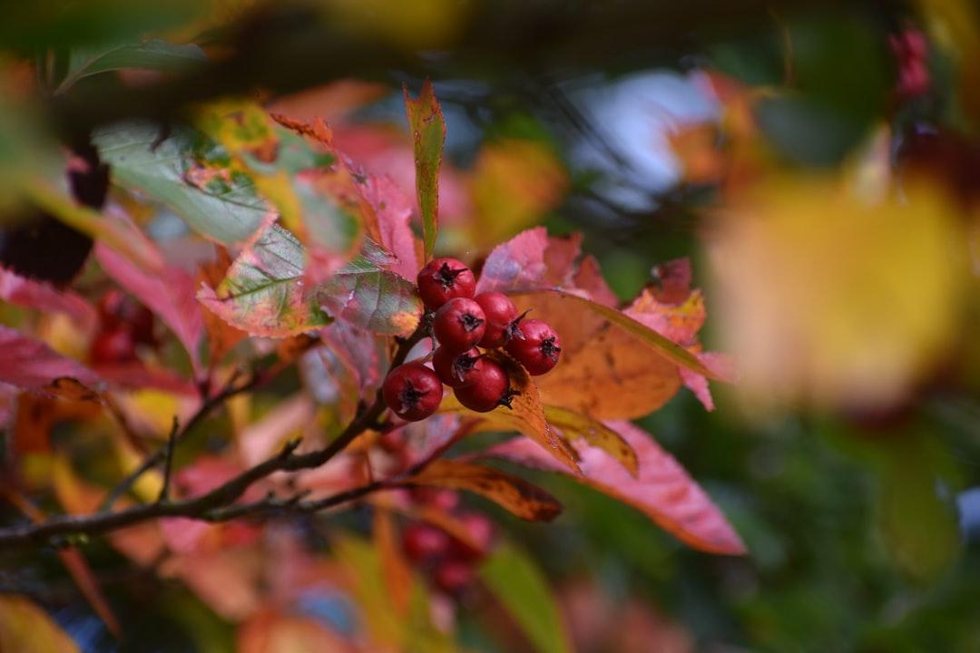 A branch with red berries and green leaves from Kat Damant on Unsplash
