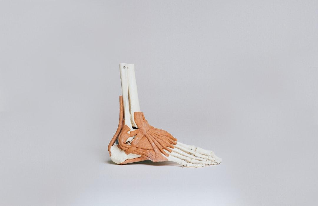 Brown and white skeleton foot from Nino Liverani on Unsplash Điều kỳ thú về "khu tam giác"