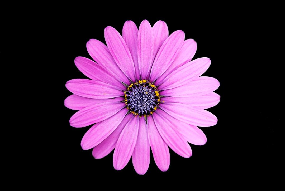 Top view photo of purple daisy from Quino Al on Unsplash