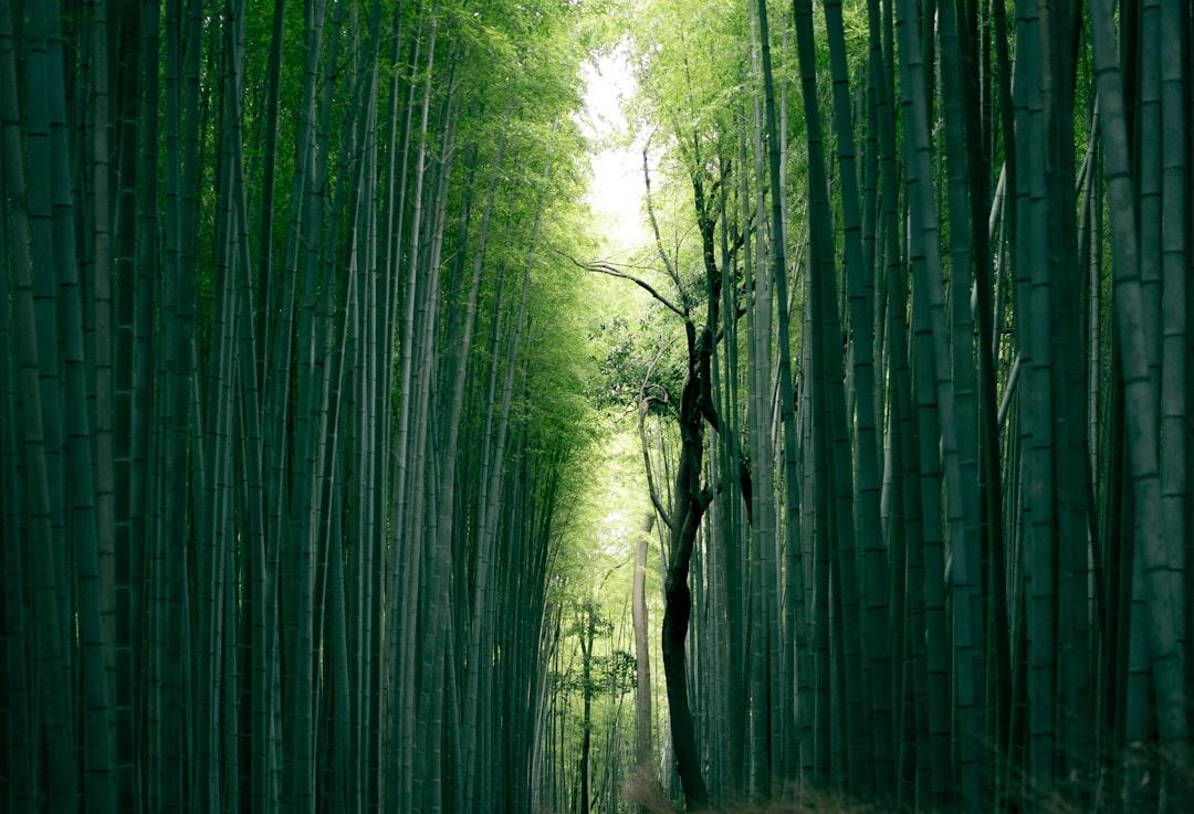 Brown tree trunk between bamboo trees from Weichao Deng on Unsplash