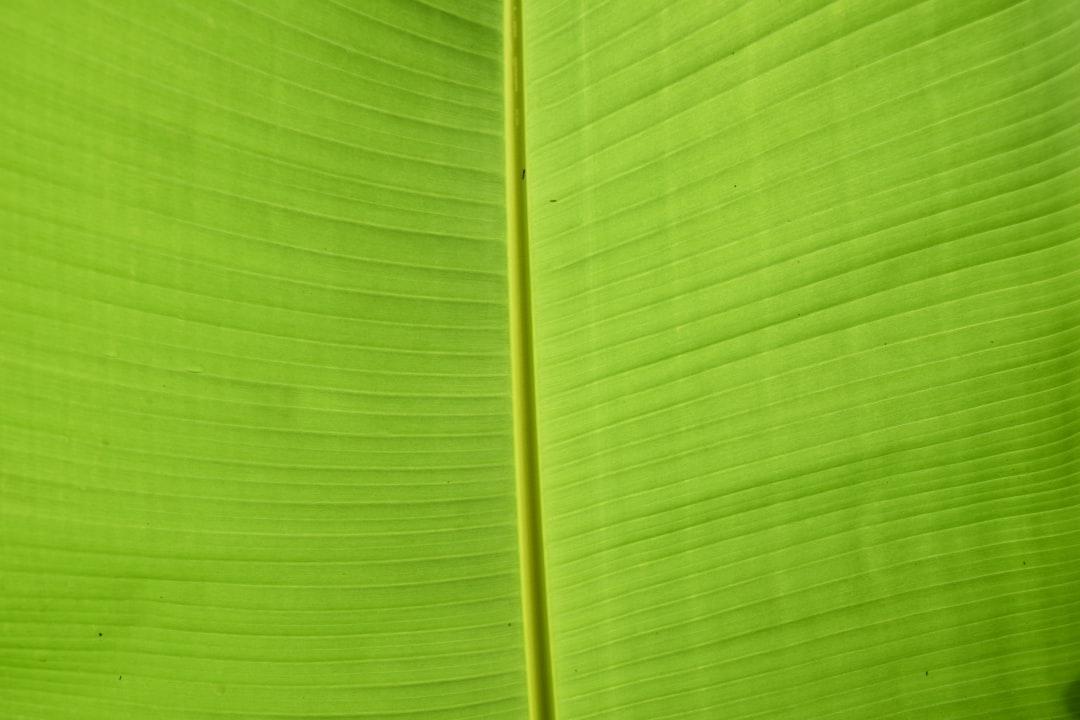 Green banana leaf from Leo Chane on Unsplash