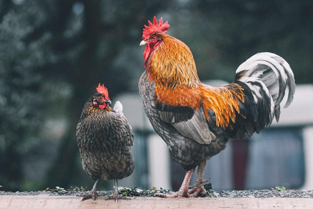 Red black and white rooster from Egor Myznik on Unsplash