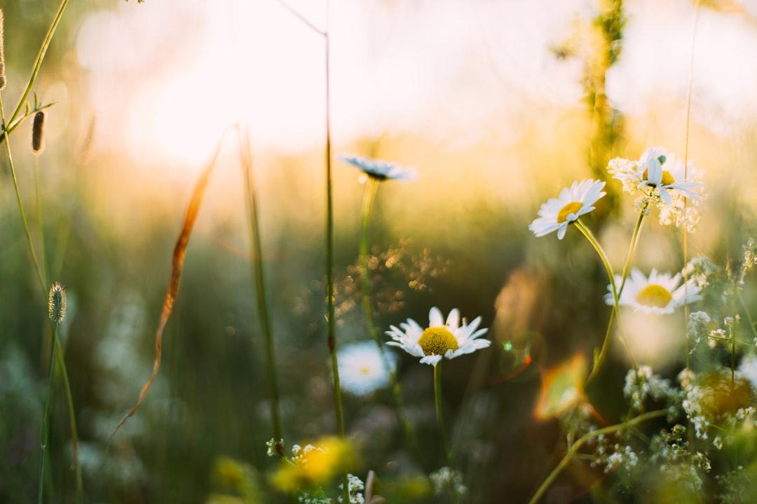 White flowers in shallow focus photography from Daiga Ellaby on Unsplash
