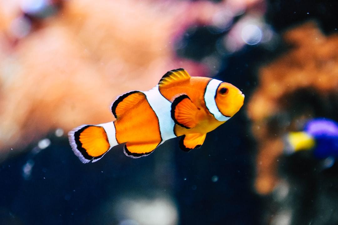 Clown fish in shallow focus photography from Rachel Hisko on Unsplash