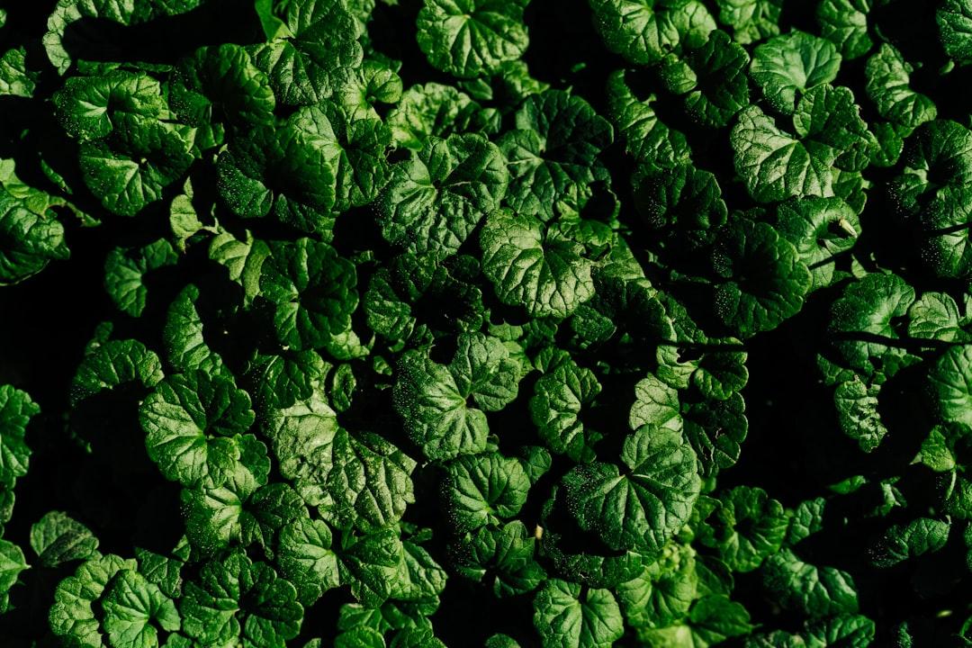 A close up of a bunch of green leaves from Vitalii Khodzinskyi on Unsplash