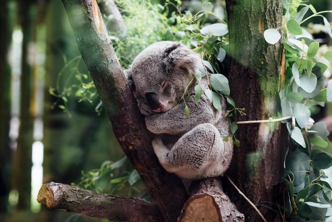 Koala sleeping on tree branch from Jordan Whitt on Unsplash