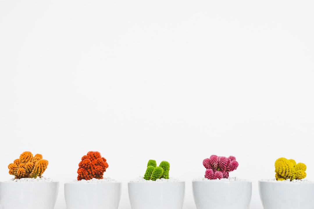 Assorted-colored cactus from Scott Webb on Unsplash