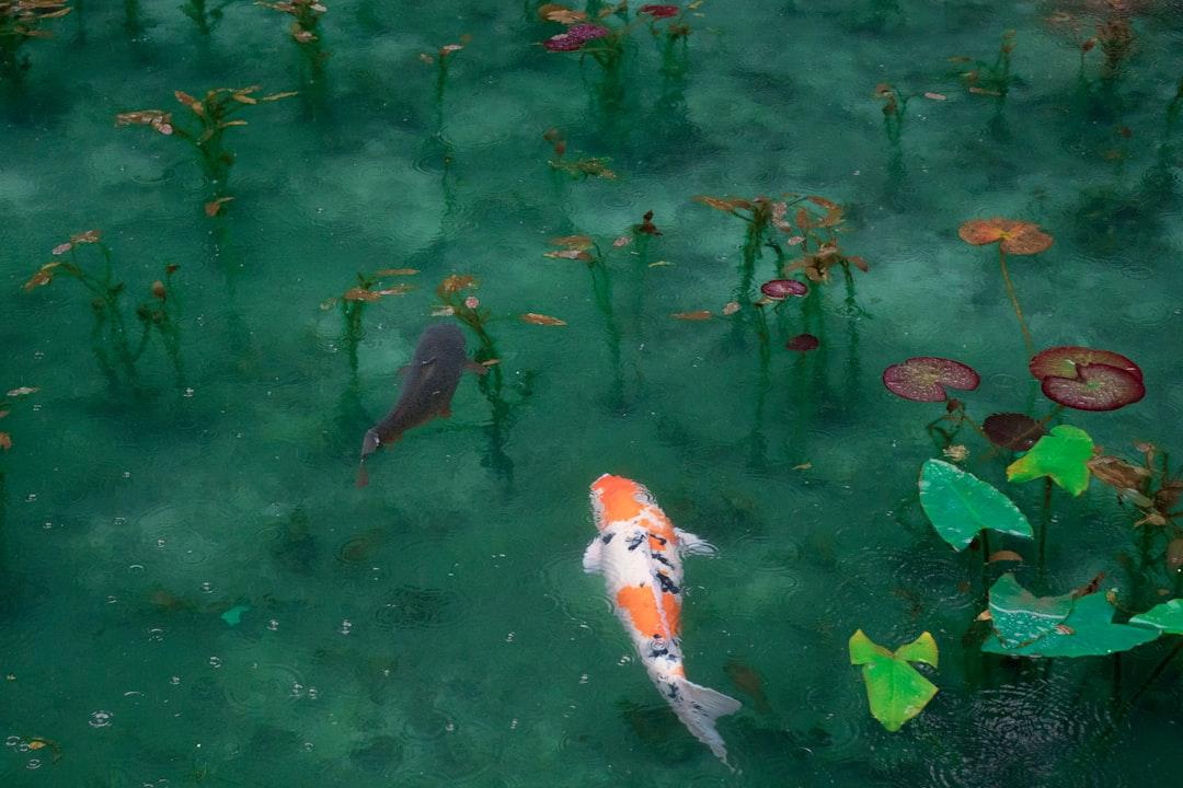 Photo of two black, white, and orange koi fish from Sora Sagano on Unsplash