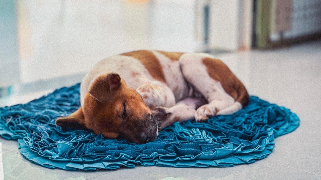 A brown and white dog laying on top of a blue blanket from Allan on Unsplash