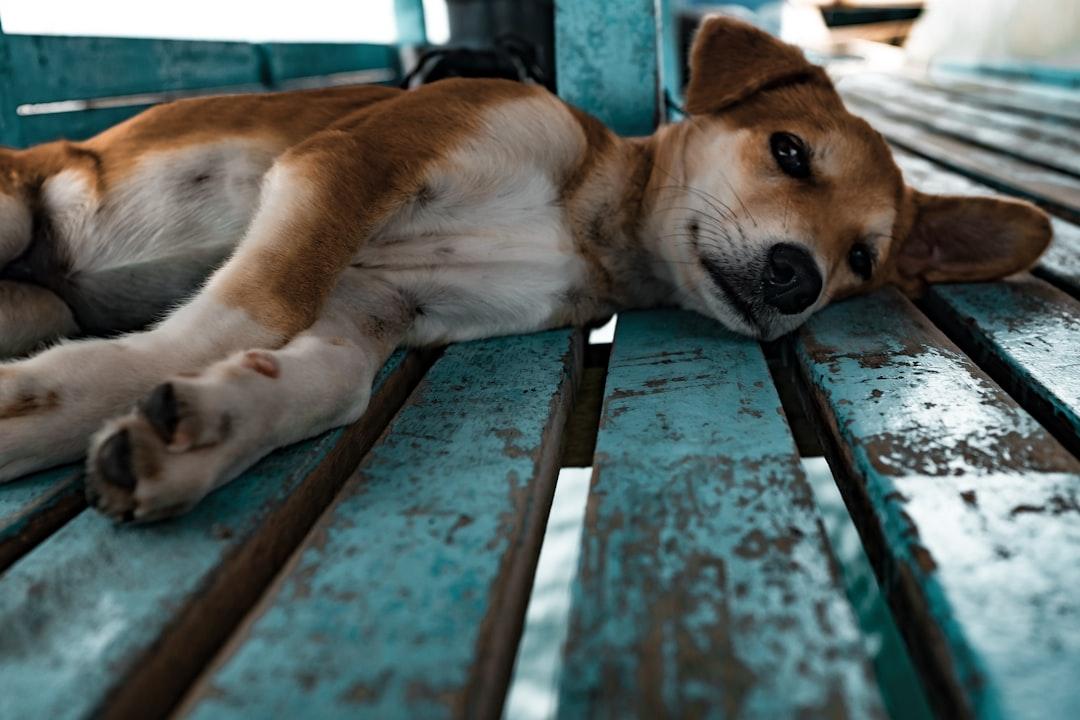 Short-coated tan and white dog lying on teal surface from Jesse Schoff on Unsplash