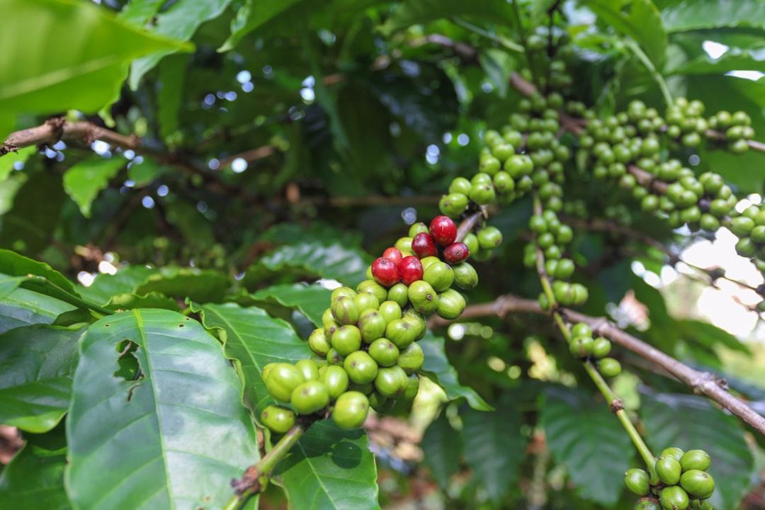 A tree with green leaves and berries from Helena Coffee Vietnam on Unsplash