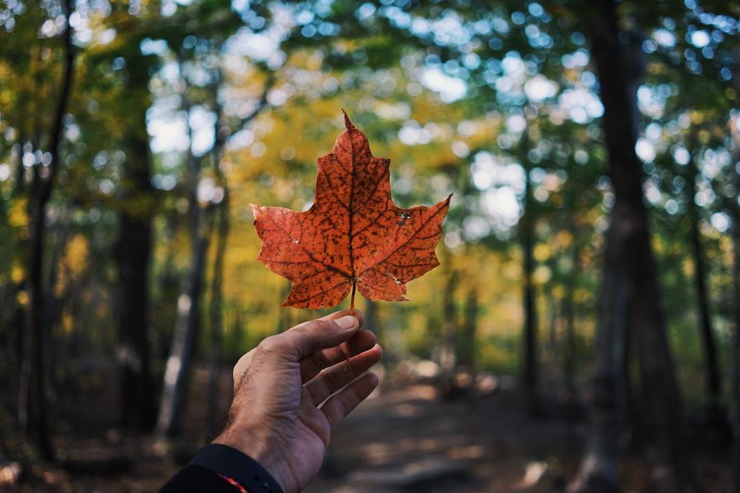Person holding maple leaf from Guillaume Jaillet on Unsplash