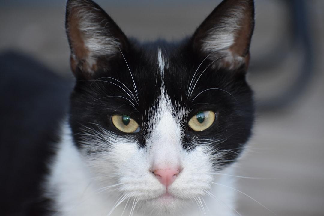 A black and white cat with yellow eyes from Kat Damant on Unsplash