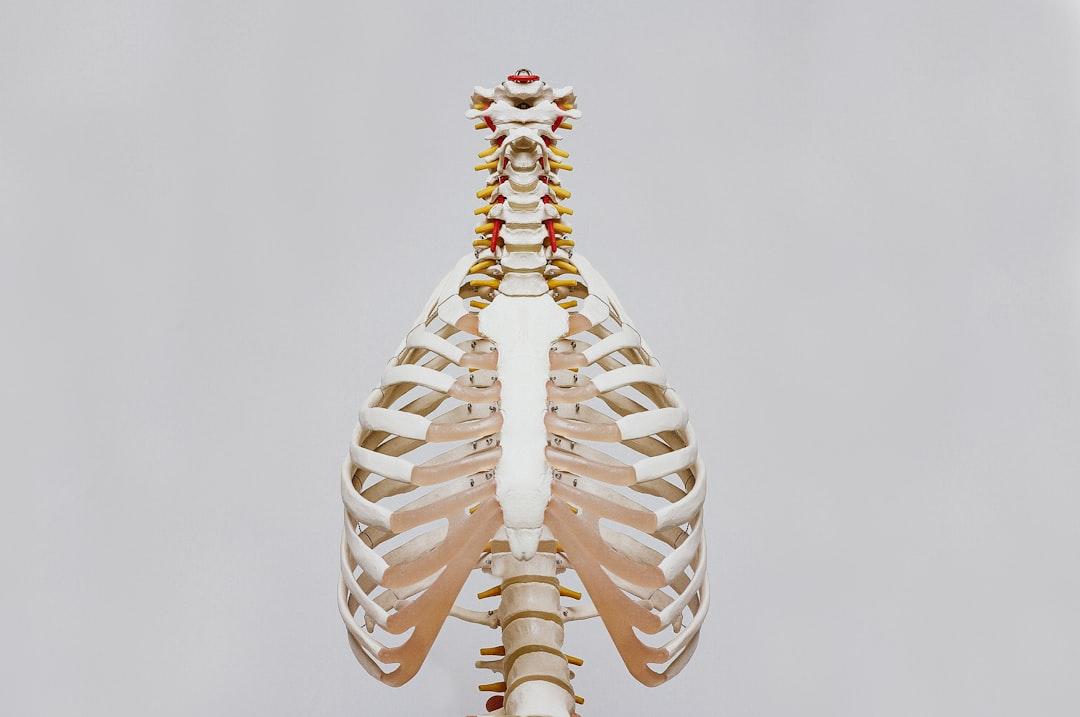Beige and white skeleton from Nino Liverani on Unsplash