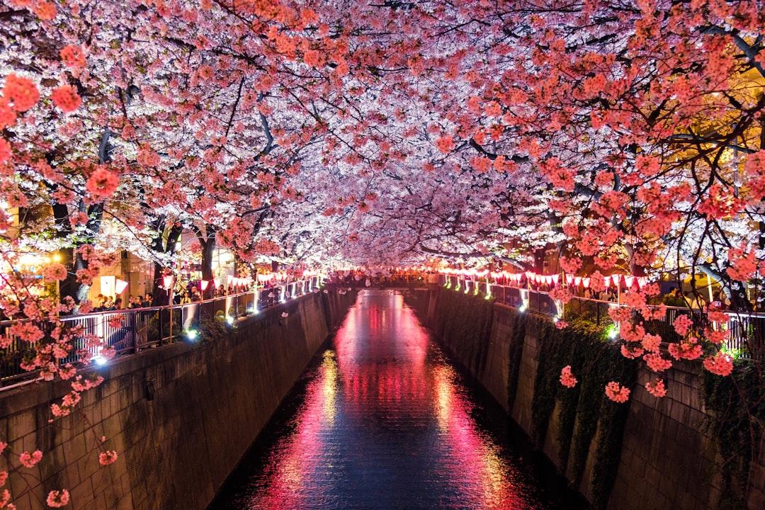Canal between cherry blossom trees from Sora Sagano on Unsplash