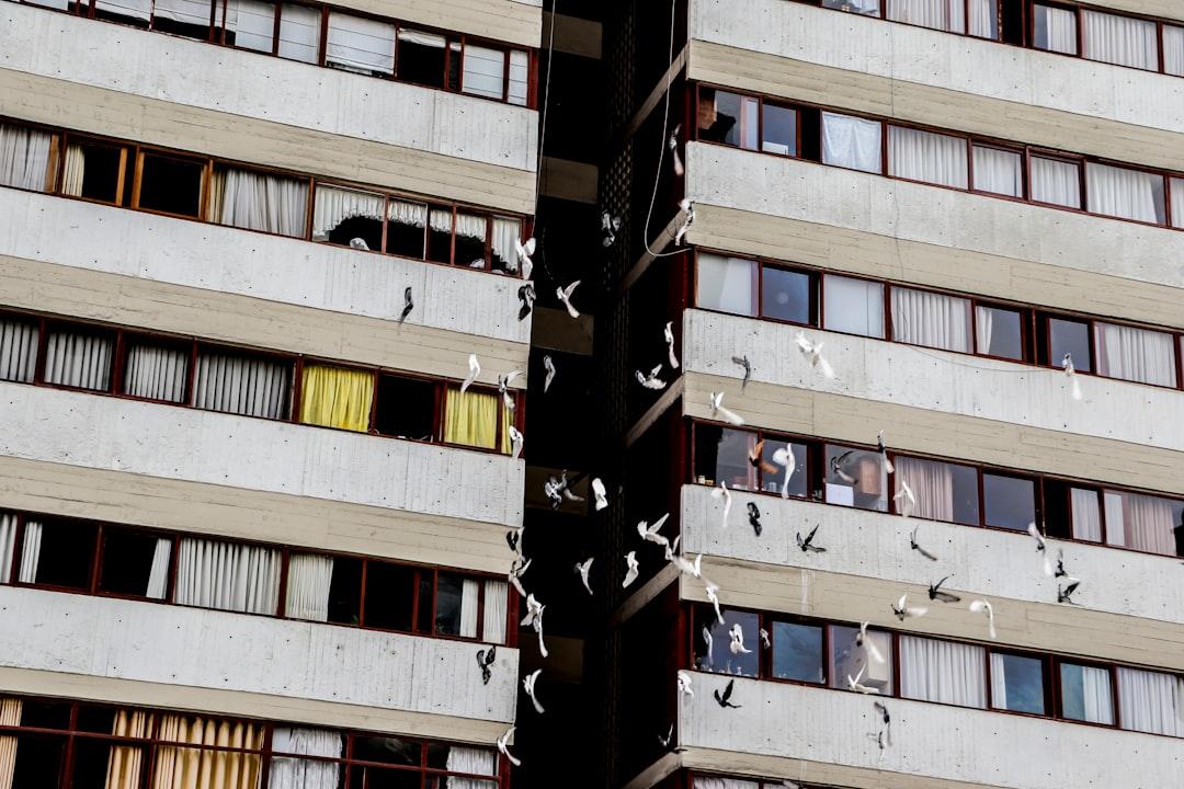A flock of birds flying in front of a tall building from Nekane Gonzales on Unsplash