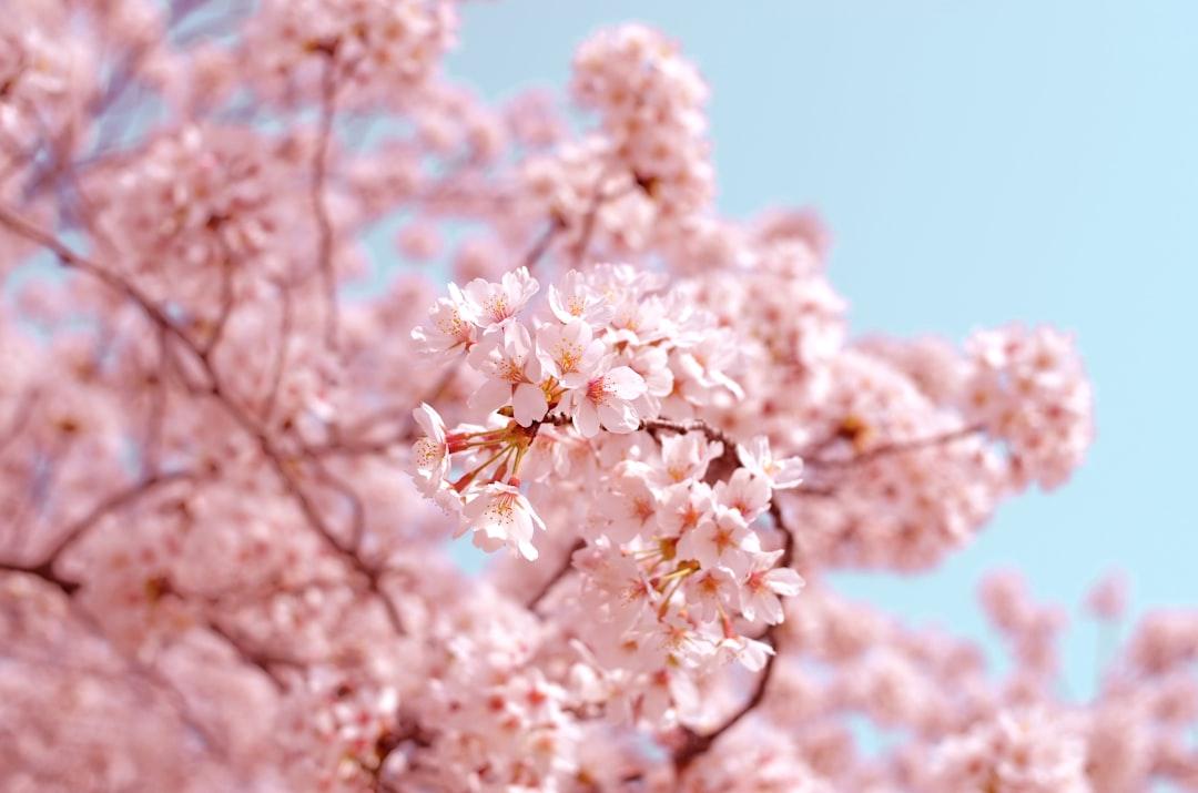 Pink flowers from AJ on Unsplash