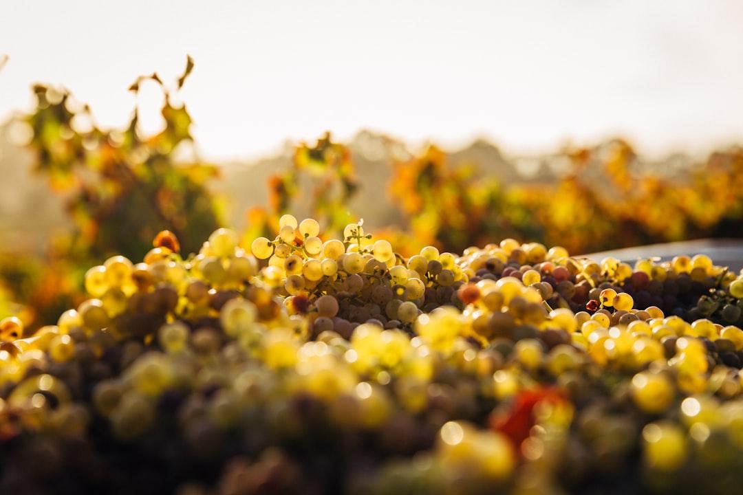 Macro shot of seaweeds from Thomas Schaefer on Unsplash