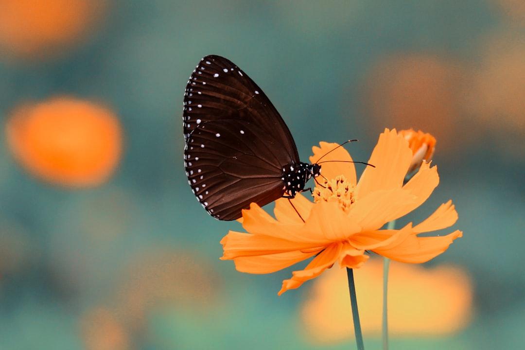 brown butterfly on orange petaled flower Những vết cắn đốt của sâu bọ
