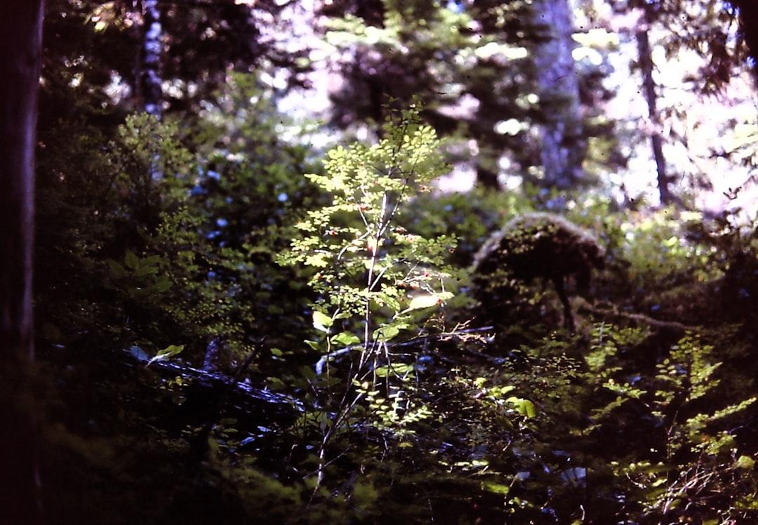 Trái ổi có phải là quả độc? 