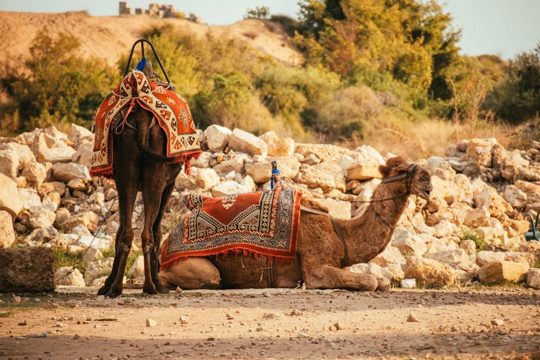 A camel with a saddle sits in front of a pile of rocks from kub liz on Unsplash Thuốc giúp nhớ lâu