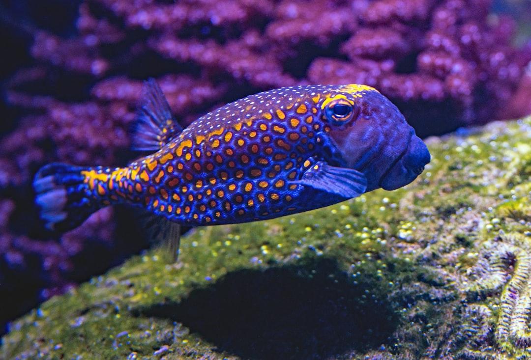 Blue and yellow fish swimming underwater from David Clode on Unsplash