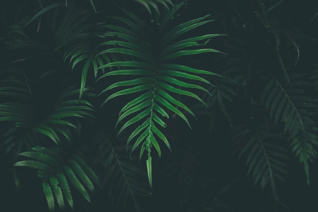 Green leafed plant in black background from Larm Rmah on Unsplash