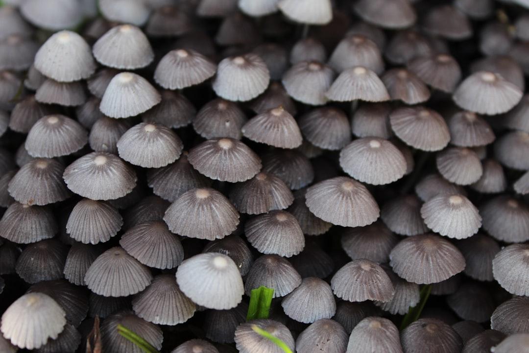 Gray mushrooms from Emanuel Rodríguez on Unsplash Nấm tốt cho người bị bệnh tiểu đường