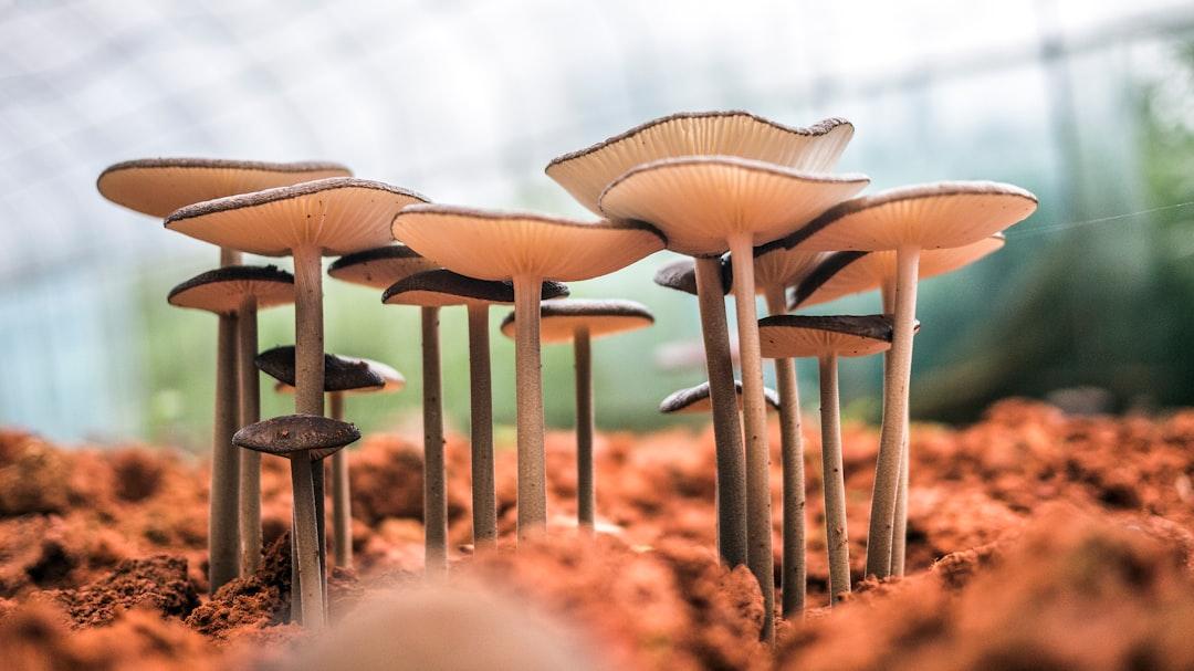 White mushroom bloom during daytime close-up photo from Phoenix Han on Unsplash