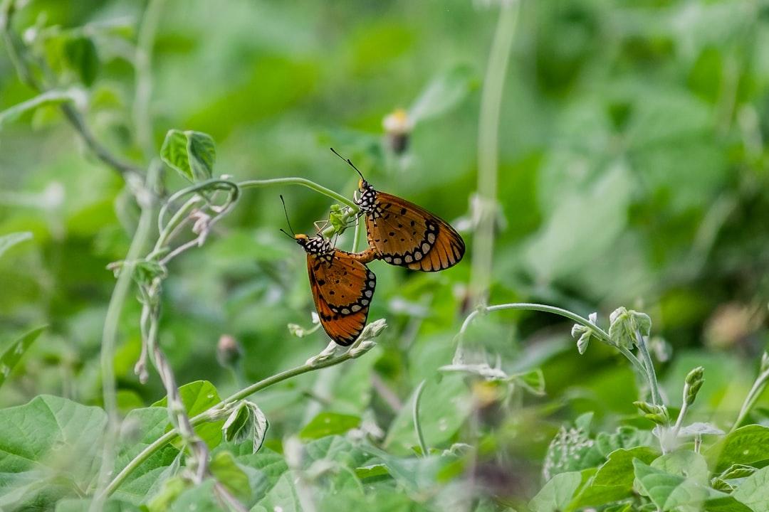 Two butterflies sitting on top of a green plant from Herwin Prabawananda on Unsplash Thế nào là trị liệu mạch xung GnRH?