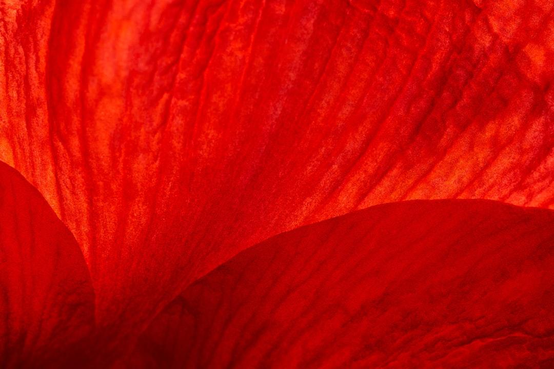red and white abstract painting Rượu vang và dầu ô liu giúp kéo dài tuổi thọ