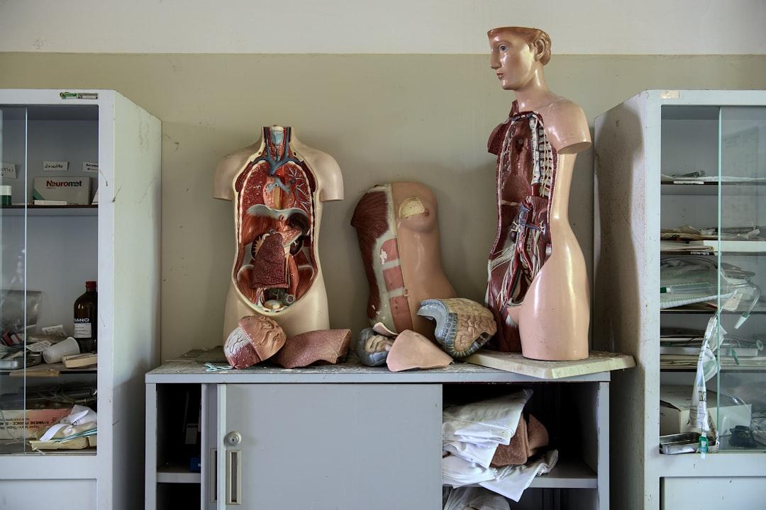 Body anatomy mannequins on table from v2osk on Unsplash