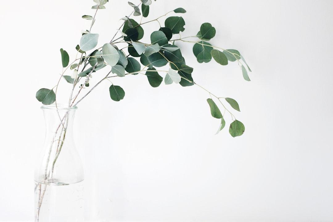 Green leaf plant from Jazmin Quaynor on Unsplash Bio-Flavonoid