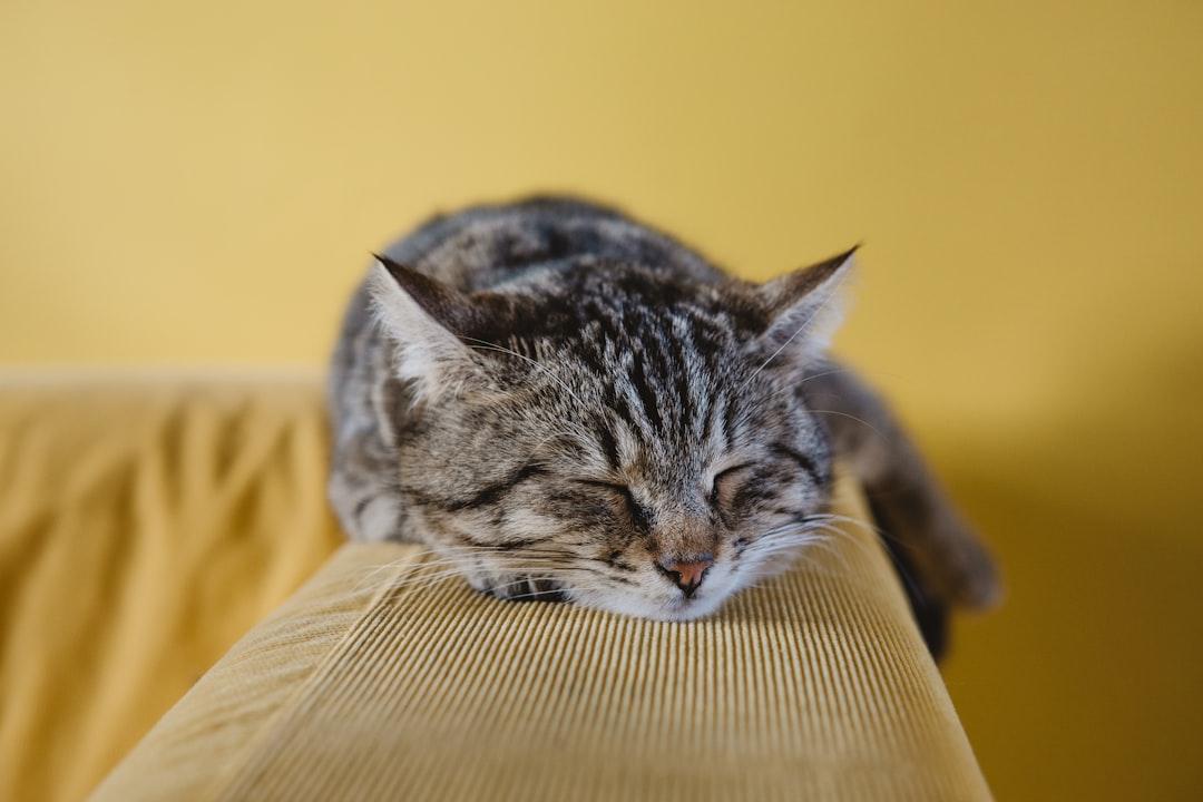 Shallow focus photography of brown tabby kitten on couch from Sabri Tuzcu on Unsplash Chương III. Trẻ trong độ tuổi từ 1-2 năm