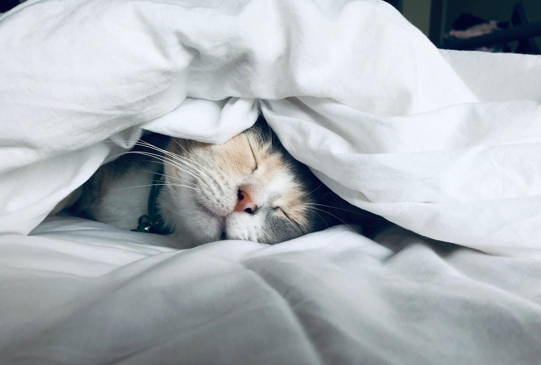 White cat sleeps under white comforter from Kate Stone Matheson on Unsplash