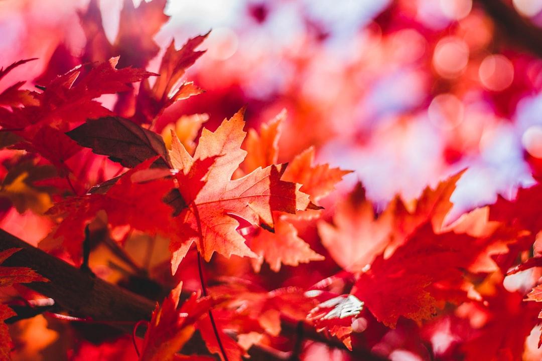 Closeup photography of red leaf plant from Jeremy Thomas on Unsplash Chương X. Chấn thương